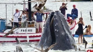 Photographer captures humpback whale screenshot 5