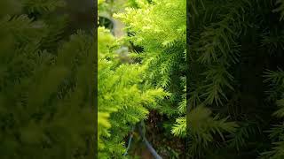 Golden Cypress plant #ytshorts #youtubeshorts #shortvideo