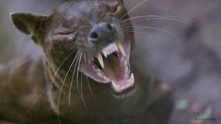 The Fossa From Madagascar