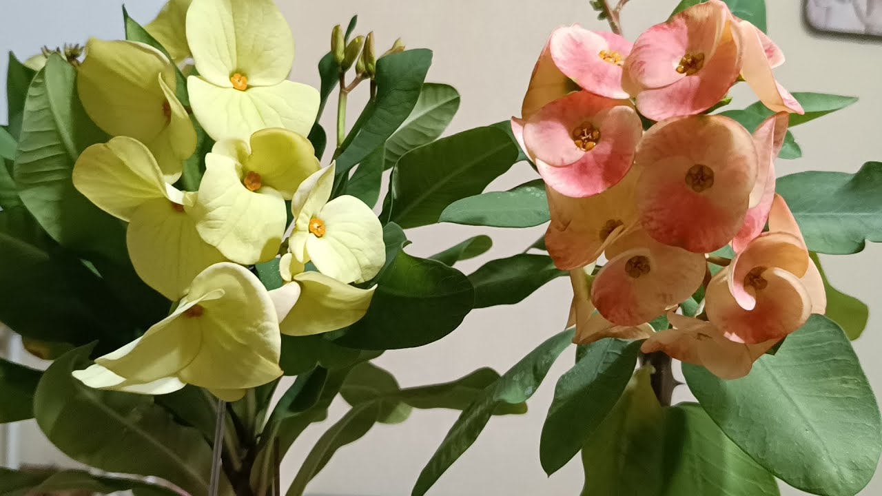 Dikenler tacı bakımı hakkında detaylı bilgiler videodan izleyebilirsiniz 🌸