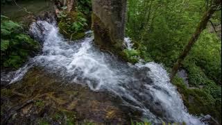 (tanpa iklan) 10 Menit Suara Air Sungai Dan Suara Burung Liar Di Alam Untuk Relaksasi