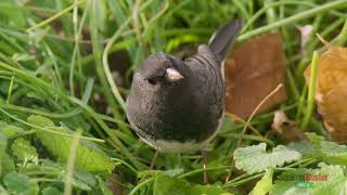 Squirrel Buster Finch for Dark-eyed Juncos