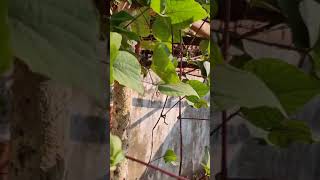 A black snake bean plant