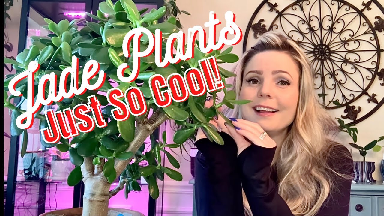 Jade Plant Care And Propagation // Including My Entire Collection