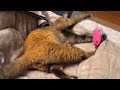 【覚醒おサビ】サビちゃんが全然寝てくれません