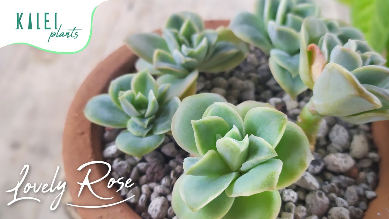 Graptoveria Lovely Rose 101 / Basic Care and Resilience 🌹🌹🌹