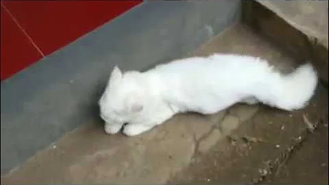 Video 238151: turkish angora cat, kitten cute adorable baby, kittens cute funny adorable