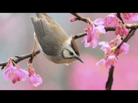 I Dream Of Spring Video