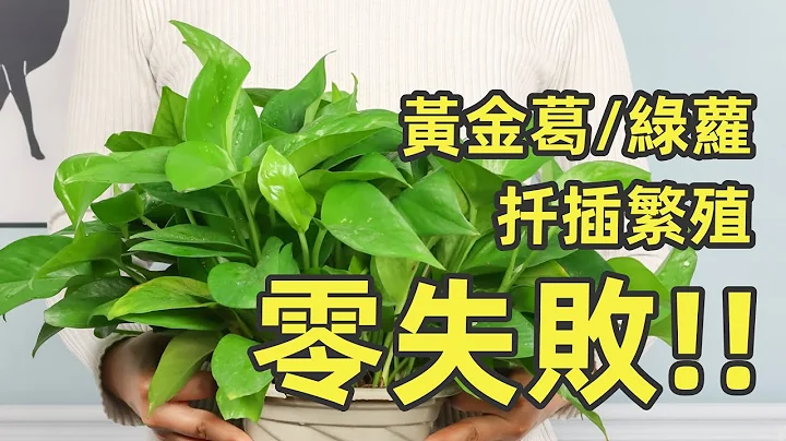 黄金葛扦插繁殖 / 绿萝（详细步骤） - 天天要闻