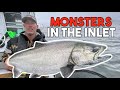 Chasing monster salmon  grinding rivers inlet for  legendary chinook