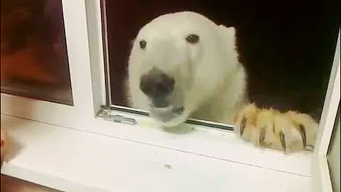 Медведь просит есть