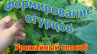 Формирование и выращивание огурцов. Урожайный способ (укр.)(, 2016-06-26T16:51:12.000Z)