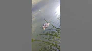 Прудовики в жару