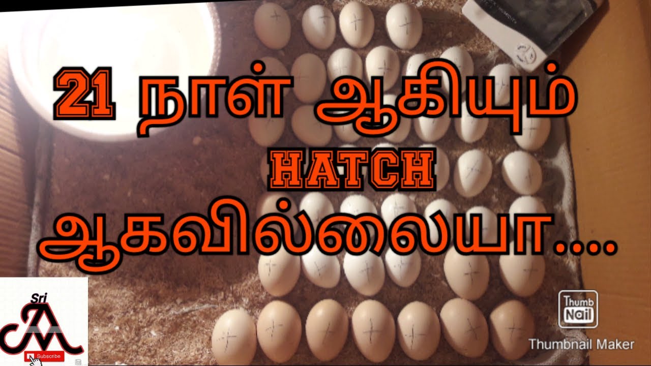 What to do when eggs doesn't hatch | tamil | jayam ideas #HatchingProblem