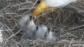 West End Eagles ~ #3 Has Hatched! 🐣🐣🐣 Thunder Feeds Her Triplets! Dual Feeding w\/Akecheta! 3.12.24