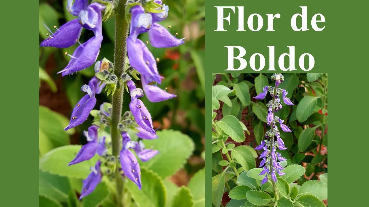Flores de Boldo - thptnganamst.edu.vn