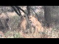 Lioness Takes a Baby Baboon From A Tree Top (African Safari Videos)