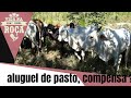 Vacas de cria no aluguel compensa?