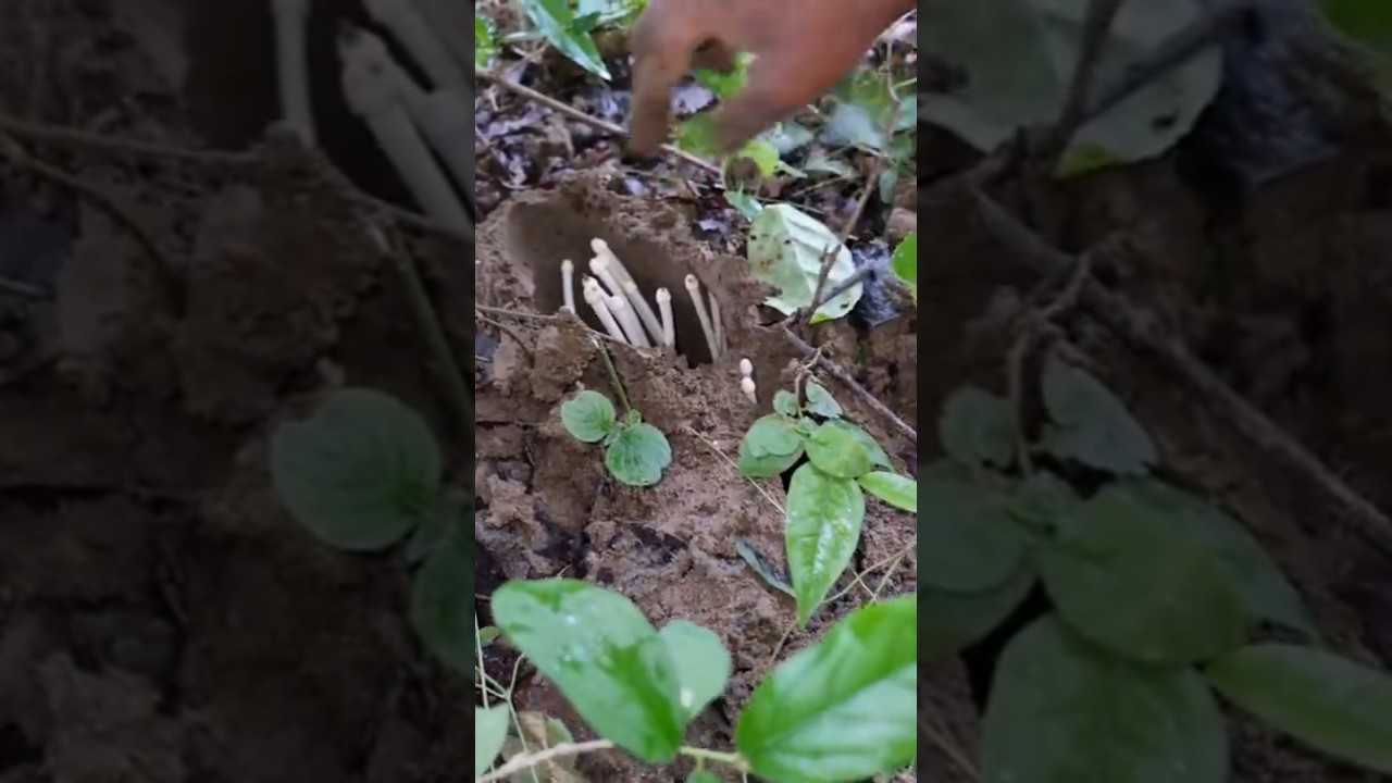 Found Mushrooms 🍄 in jungle