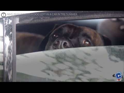 Dejar a tu perro encerrado en el coche puede ser mortal - Seguropordias®