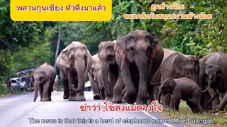 Ep 526 ล่าสุด..!! พลายกุนเชียง อยู่ในโขลงแม่ดวงใจ #wildlife #เขาใหญ่ #nature#elephant #nature #new