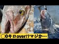 【カンパチジギング】ドラグ止まらん！20kg超の本カンパチ浮上!!エビング？泳がせ？【小笠原 父島 ぎょうてん丸】Slow pitch Deep Amberjack Jigging