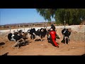 Whacky Ostrich Riding in South Africa, Oudtshoorn