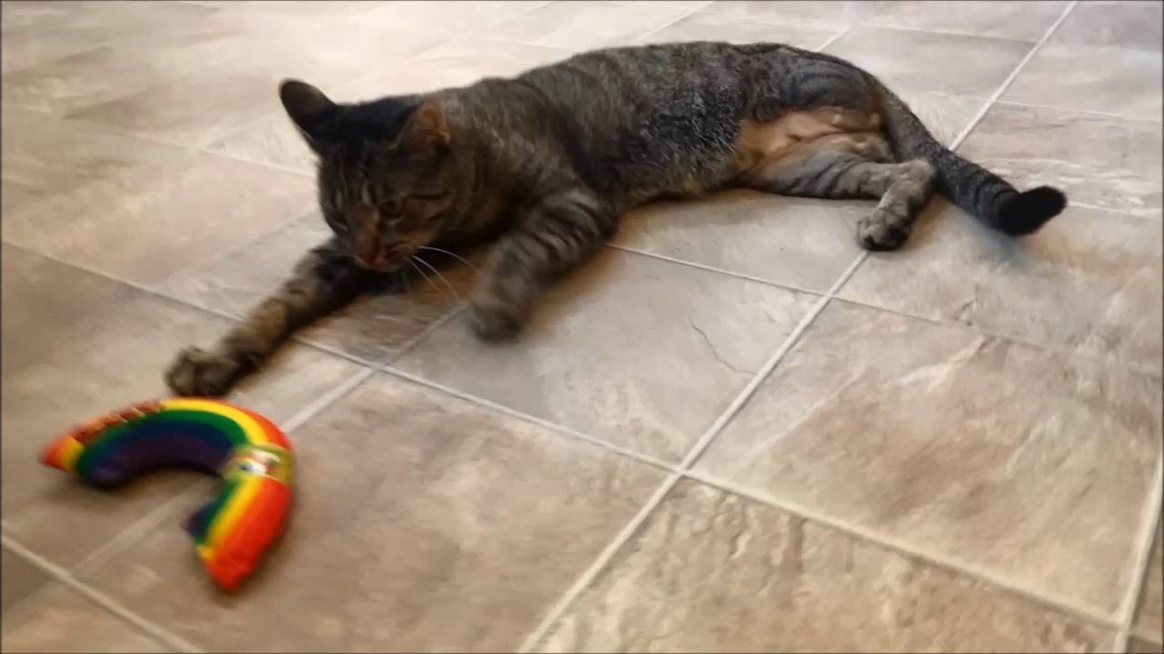 special needs animals for adoption near me Tom playing