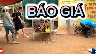 Báo giá bán chó Becgie Bỉ tại trại chó nghiệp vụ malinois Long Biên