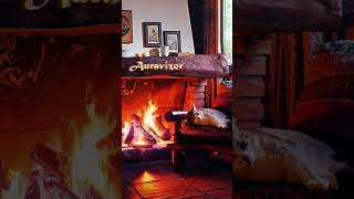 WOW, Listen to This! Purring Cat 🐈 and Crackling Fireplace for Relaxing #Shorts 🔥ASMR 🏡Ambience ✔️4K by Auravizor 2,290 views 2 years ago 1 minute, 1 second