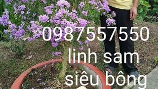 Linh sam sieu hoa gia 150-200-250-300-350k mot cay 0987557550 tai vuon