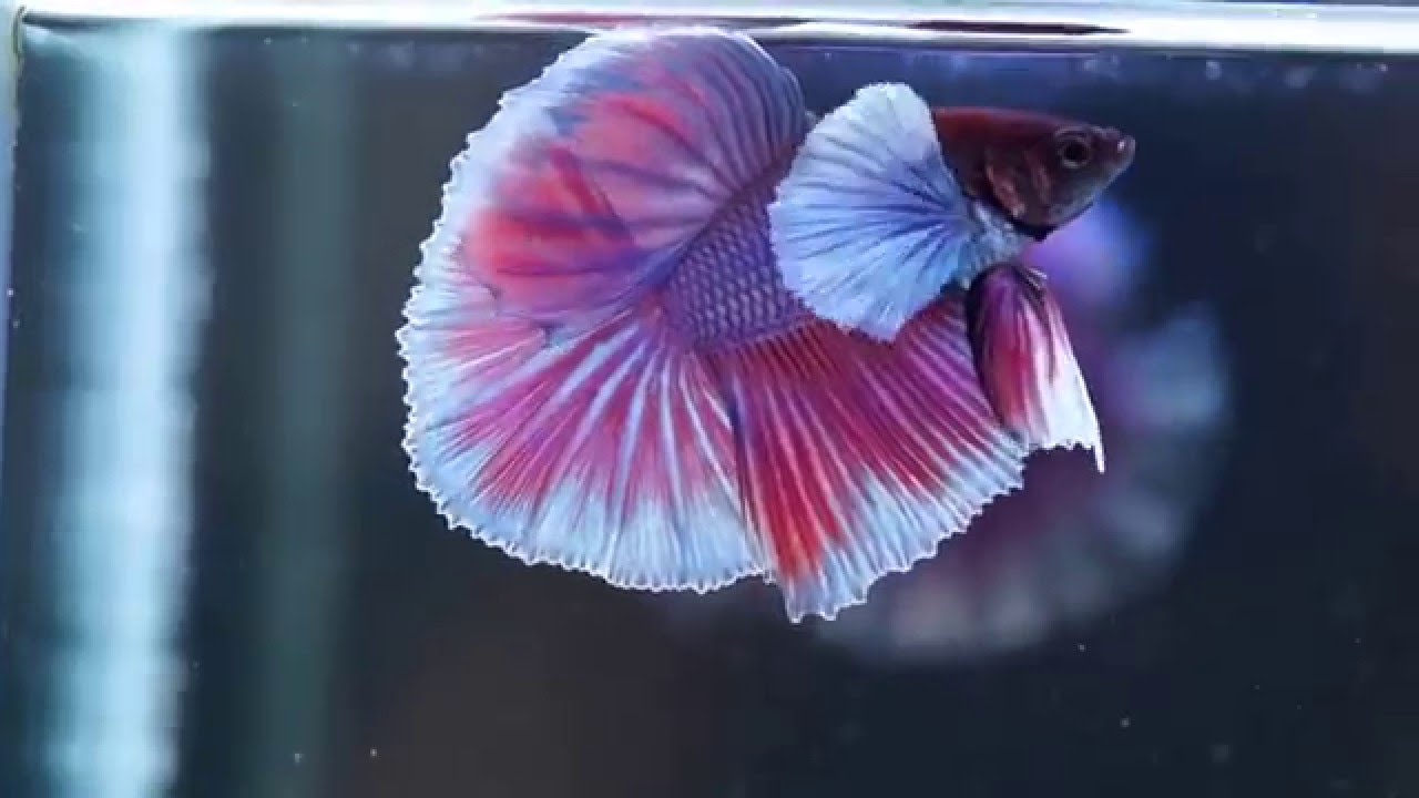 ショーベタ バイオレットパープル ダンボハーフムーン Dhmv 2 15 1223 Youtube