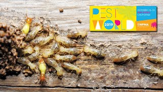 NPMA examines spray foam insulation and termite control