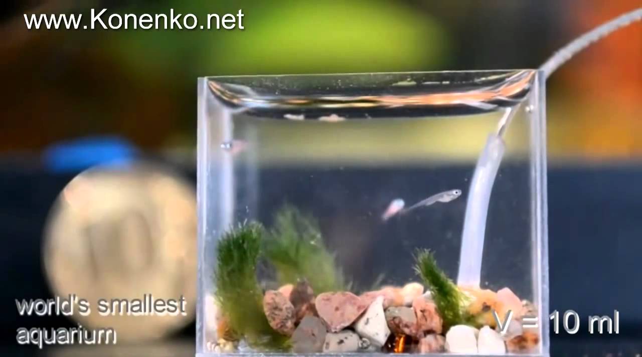 Самый маленький аквариум в мире World's Smallest Aquarium - YouTube
