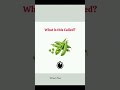 What is this called? #englishvocabulary #englishvocabulary #english #englishvocabmastery