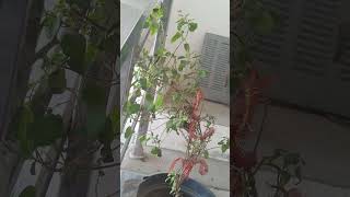 Dhank Muni Ka Bhag No 24 .