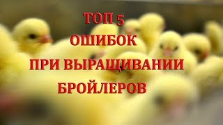 Топ 5 ошибок при выращивании бройлеров