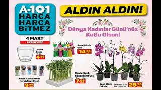 4 Mart A101 Markette Canlı Çiçek Şans Bambusu Orkide Aşılı Kokulu Gül Geliyor