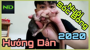 Hướng Dẫn Nuôi Sóc Bông Chưa Mở Mắt - Người Mới Chơi Nên Chọn Sóc Gì Sóc Bông Sóc Đất Sóc Bay | NDN