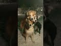 Heart melting video of three dogs...