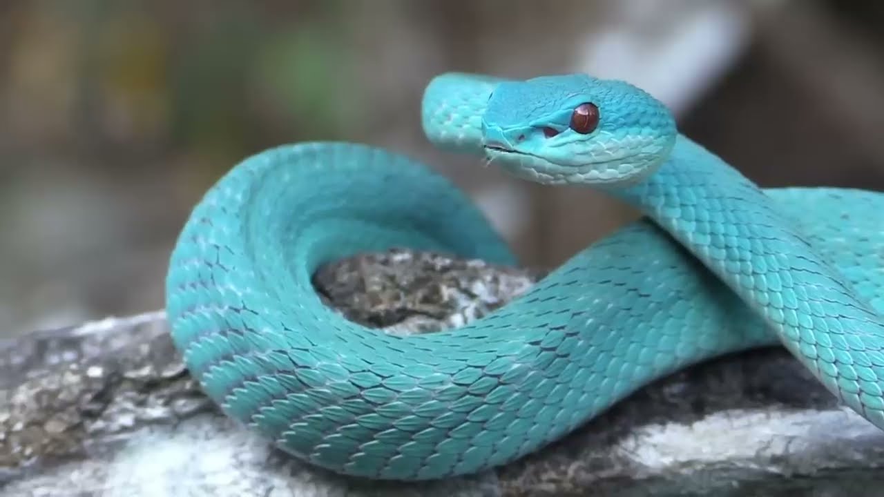 Fred asked are those snakes. Horn Snake.