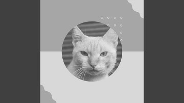 Scintillating Music for Mysterious Cat