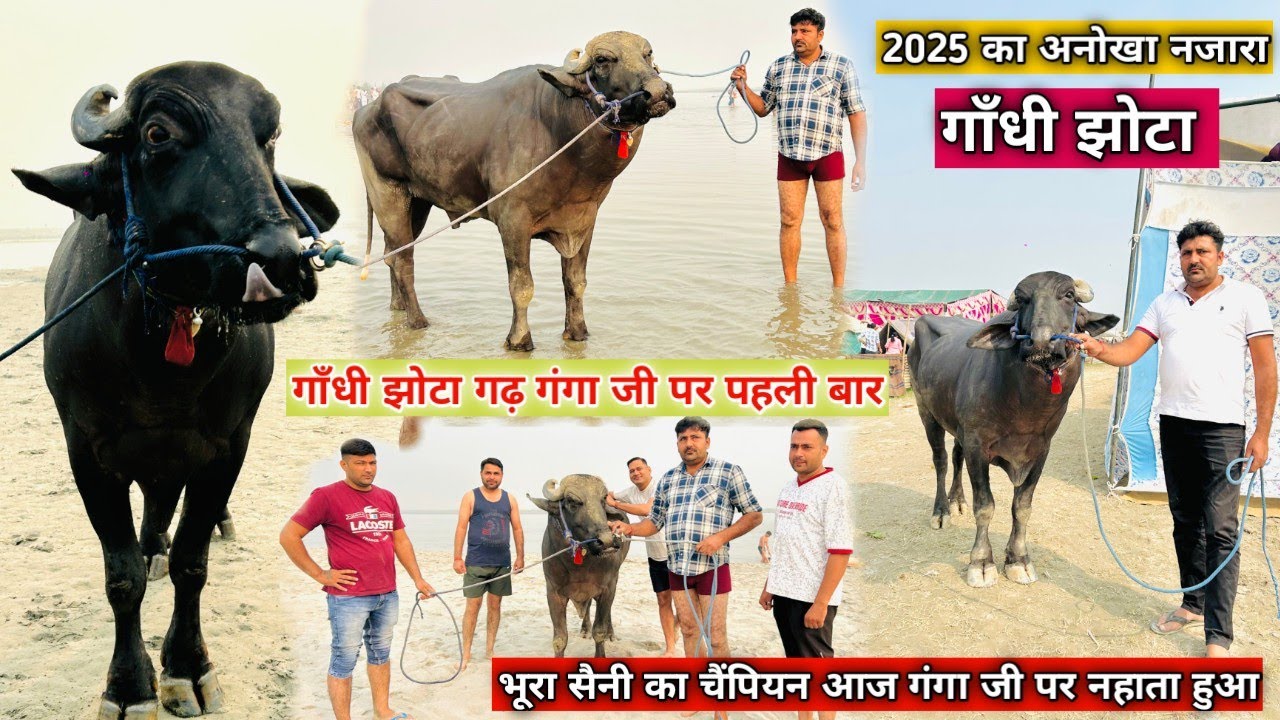 गाँधी झोटा गढ़ गंगा जी पर पहली बार भूरा सैनी का चैंपियन झोटा गंगा जी मे नहाता हुआ मेले की शान बन गया