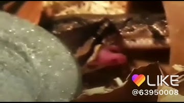 Watch my ball python eat a live mouse!