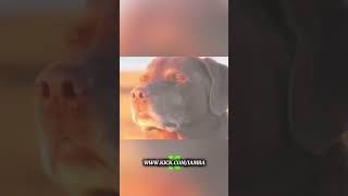 Ra Almost Gets Rocked By His Barber