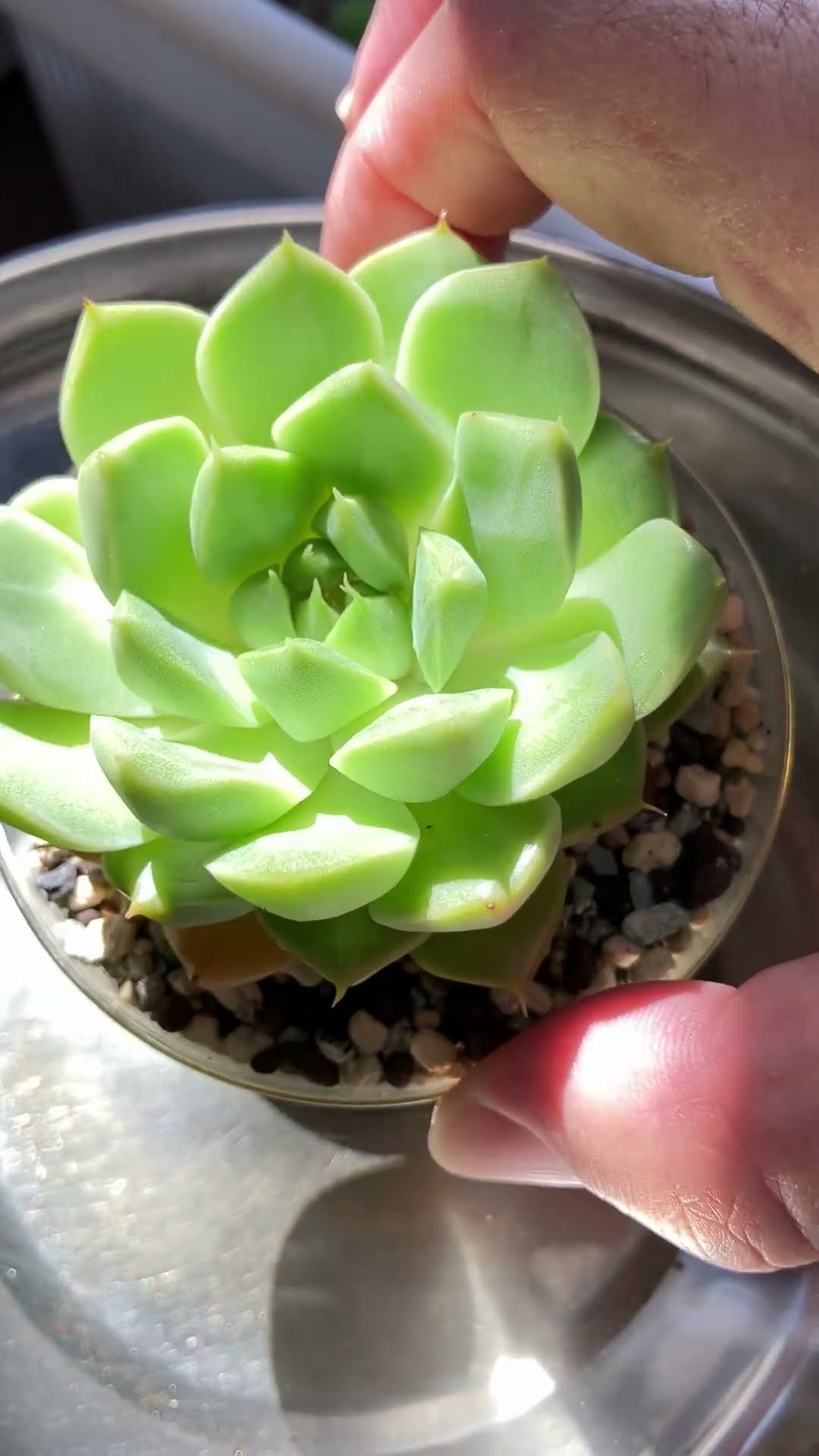 Echeveria 'Alba Mini' x 'Tobarensis' is suffering from summer heat