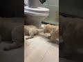 Max, if I hadn't been eating in my mouth, you would have bitten my butt. Golden Retriever, Pet,