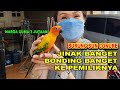 JINAK & BONDING BANGET KE PEMILIKNYA - BURUNG SUN CONURE
