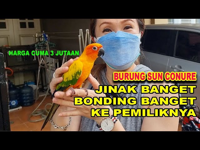 JINAK & BONDING BANGET KE PEMILIKNYA - BURUNG SUN CONURE class=