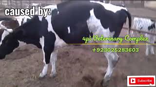 Bloat in Animal by 4pi veterinary clinic... by Ghulam Abbas 26 views 4 years ago 3 minutes, 31 seconds